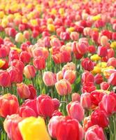 tanti tulipani in arboreto foto