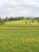 campo di tarassaco all'inizio della primavera foto