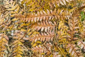 phegopteris connectilis verde e giallo nel il foresta avvicinamento. foto