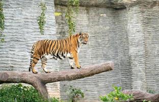 tigre del Bengala allo zoo
