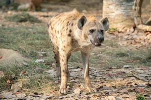 iena maculata allo zoo foto