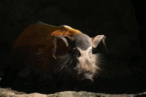 maiale del fiume rosso potamochoerus porcus foto