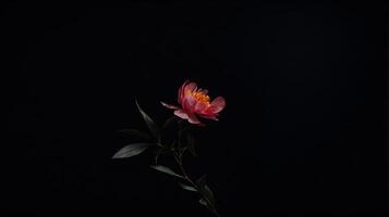 ai generato peonia fiore su nero sfondo foto