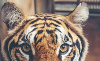 primo piano della testa di tigre del Bengala femmina