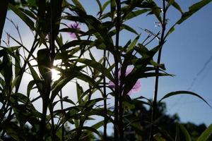 sole mattutino con fiori viola foto