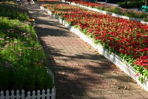 bellissimo fiori fioritura nel suan luang rama 9 foto