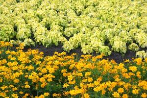 campo fiori fioritura bellezza natura nel giardino foto