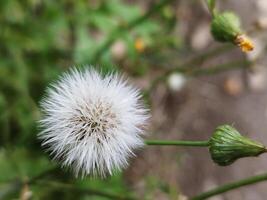 bianca conifero fiori in crescita selvaggio nel il giardino foto