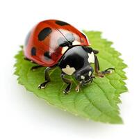 ai generato un' coccinella su un' foglia isolato su un' trasparente sfondo foto