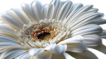 ai generato bianca gerbera margherita, purezza nel fioritura foto