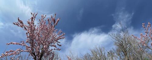 primavera rinnovo, fioritura albero incontra tempesta foto