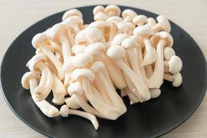 fungo bianco di faggio o fungo reishi bianco foto