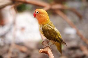 poco pappagallino verde africano seduta su un' albero ramo foto