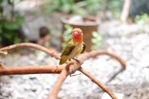 poco pappagallino verde africano seduta su un' albero ramo foto