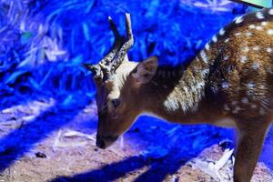 sika cervo nel il zoo. animale nel il zoo foto