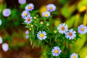 un' vicino su di vivace blu fiori foto