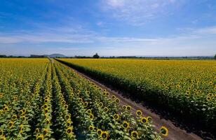 bellissimo girasole fioritura nel girasole campo con blu cielo sfondo. lop buri foto