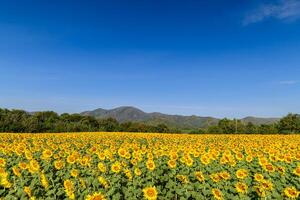 bellissimo girasole fiore fioritura nel girasoli campo con grande Moutain e blu cielo foto