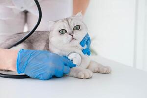 veterinario ascoltando per Scozzese gatto con stetoscopio durante appuntamento a veterinario clinica foto