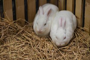 Due bello bianca conigli mangiare mattina gloria nel gabbia. carino coniglio nel il zoo. animale concetto. foto