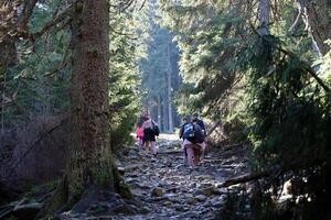 carpazi montagne, Ucraina - ottobre 8, 2022 montare hoverla. Carpazi nel Ucraina nel autunno foto