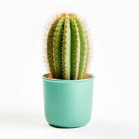 ai generato cactus nel un' vaso isolato su bianca sfondo foto