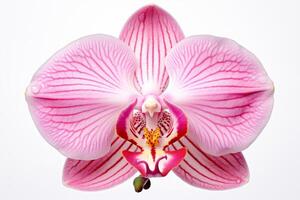 ai generato ramo di un' fioritura rosa orchidea avvicinamento su un' bianca sfondo foto