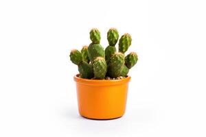 ai generato cactus nel un' vaso isolato su bianca sfondo foto