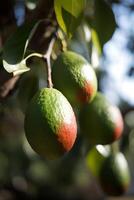 ai generato un' ramo di avocado su albero nel il luce del sole. ai generativo arte foto