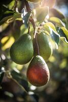 ai generato un' ramo di avocado su albero nel il luce del sole. ai generativo arte foto