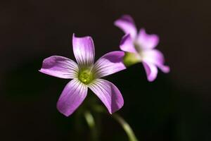 simpatico fiori sotto il splendente sole decorazione un' giardino foto