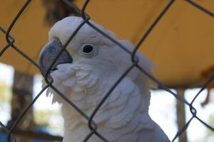 amichevole bianca cacatua uccello nel un' gabbia a un' petting zoo foto