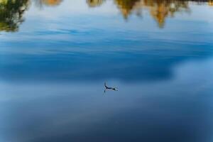 un' maestoso uccello Soaring sopra un' sereno lago. un' uccello volante al di sopra di un' corpo di acqua foto