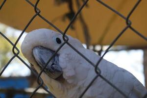 amichevole bianca cacatua uccello nel un' gabbia a un' petting zoo foto