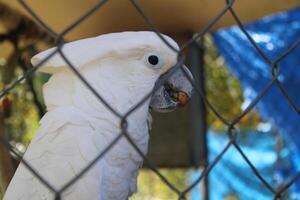 amichevole bianca cacatua uccello nel un' gabbia a un' petting zoo foto