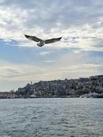 gabbiano volante al di sopra di il bosphorus con Istanbul nel il sfondo, tacchino foto