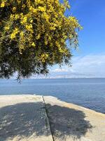 giallo fioritura albero contro il sfondo di il bosphorus e Istanbul foto