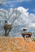 famoso villaggio di cicogne zywkowo, warmia masuria voivodato, polonia foto