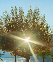 un' albero con le foglie foto