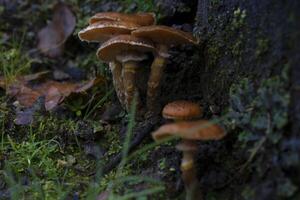 funghi in crescita su un' albero tronco nel il foresta foto