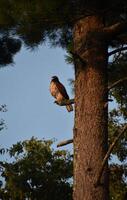 Visualizza di un' falco su un' albero arto foto