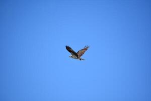 bellissimo falco pescatore volante nel luminosa blu cieli foto