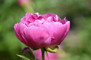 bello rosa peonia fiore fioritura e fioritura foto