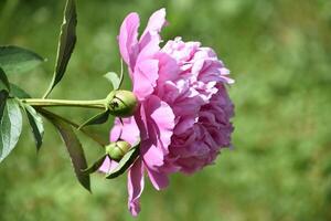 multiplo mini cuffie su un' peonia nel fioritura foto