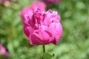 rosa peonie fioritura e fioritura nel il estate foto