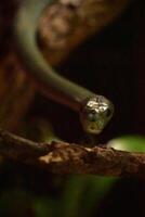 guardare in il viso di un' verde serpente foto