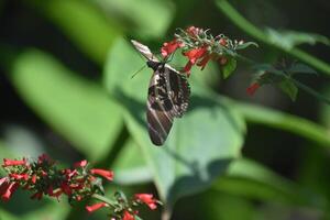 zebra farfalla arroccato su un' rosso fiore fiorire foto