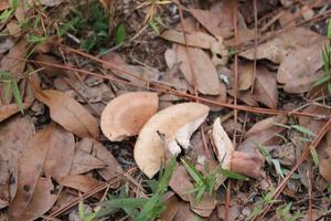 fungo in crescita selvaggio su il foresta pavimento. foto