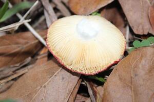 fungo in crescita selvaggio su il foresta pavimento. foto