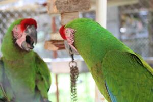 bellissimo pappagallo seduta nel un' gabbia a un' zoo foto